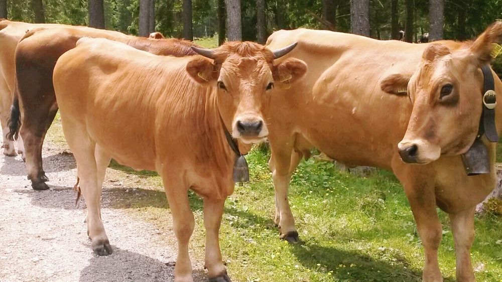 Gasthof Zum Rassen Garmisch-Partenkirchen Esterno foto